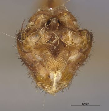 Media type: image;   Entomology 10364 Aspect: genitalia
